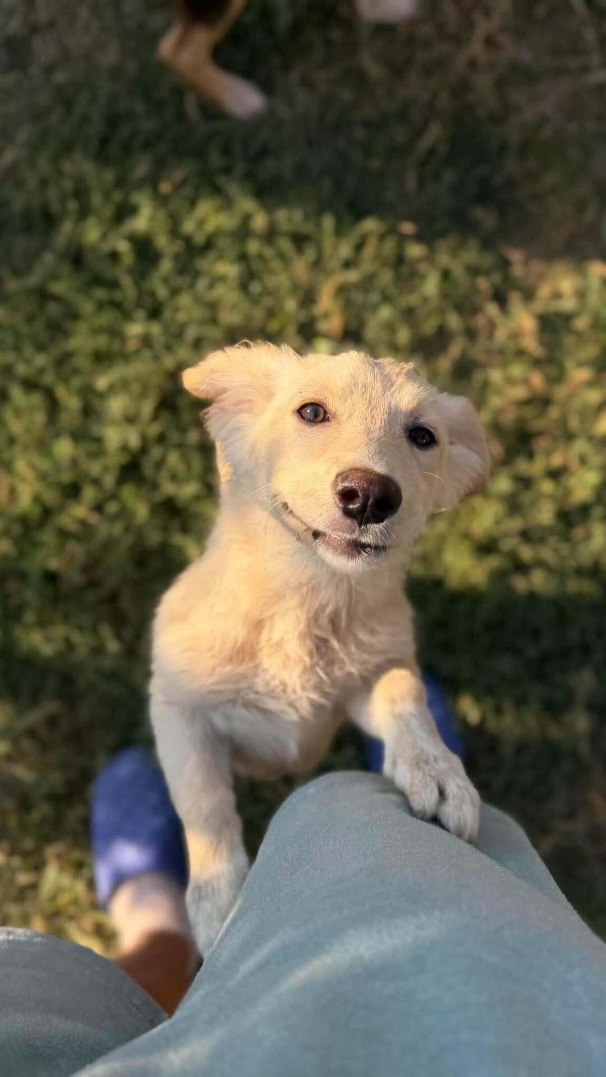 Adoption Rooney