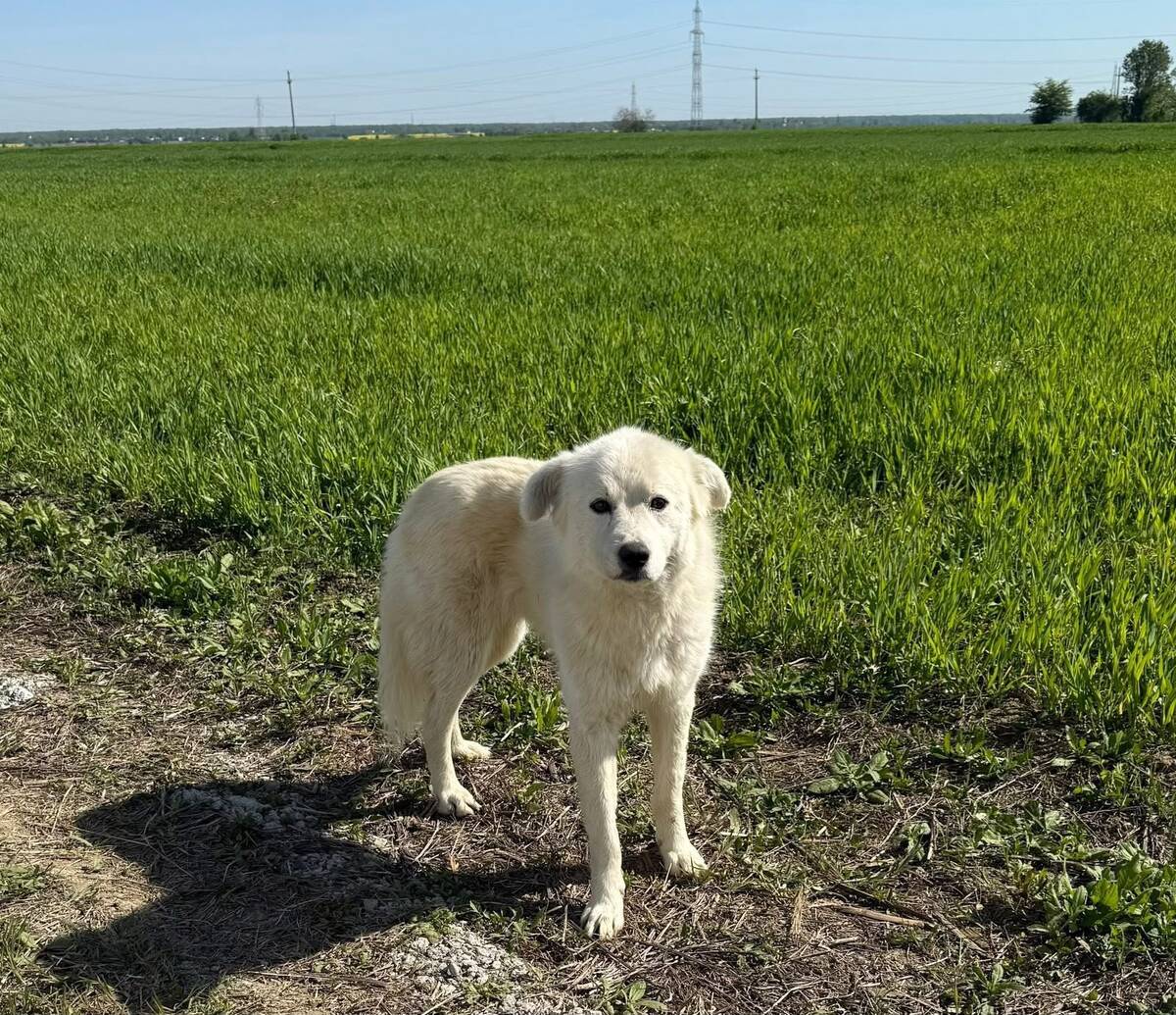 Adoption Sammy