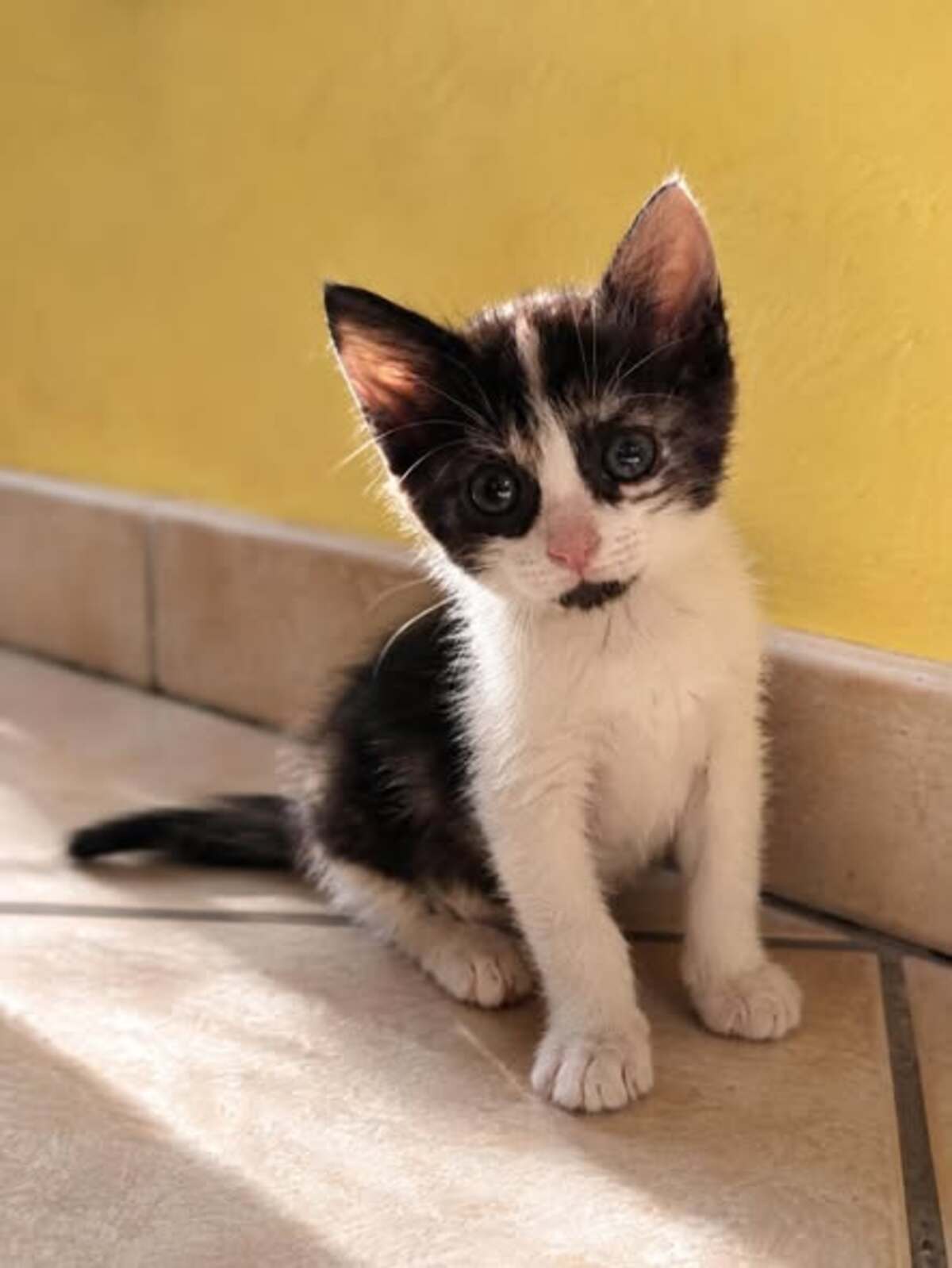 Adoption Praline