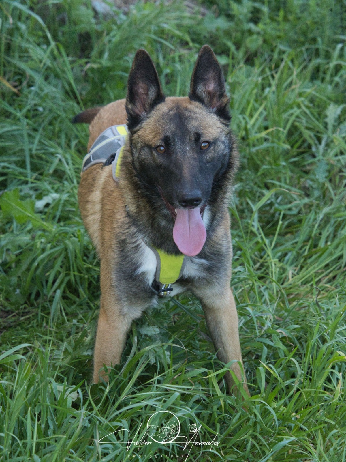Adoption Nelson 