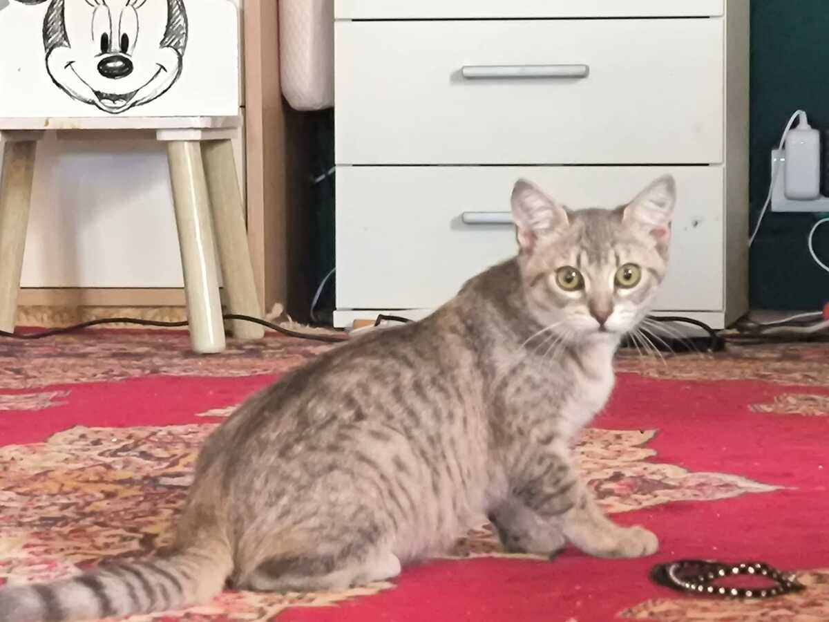 Adoption Blue