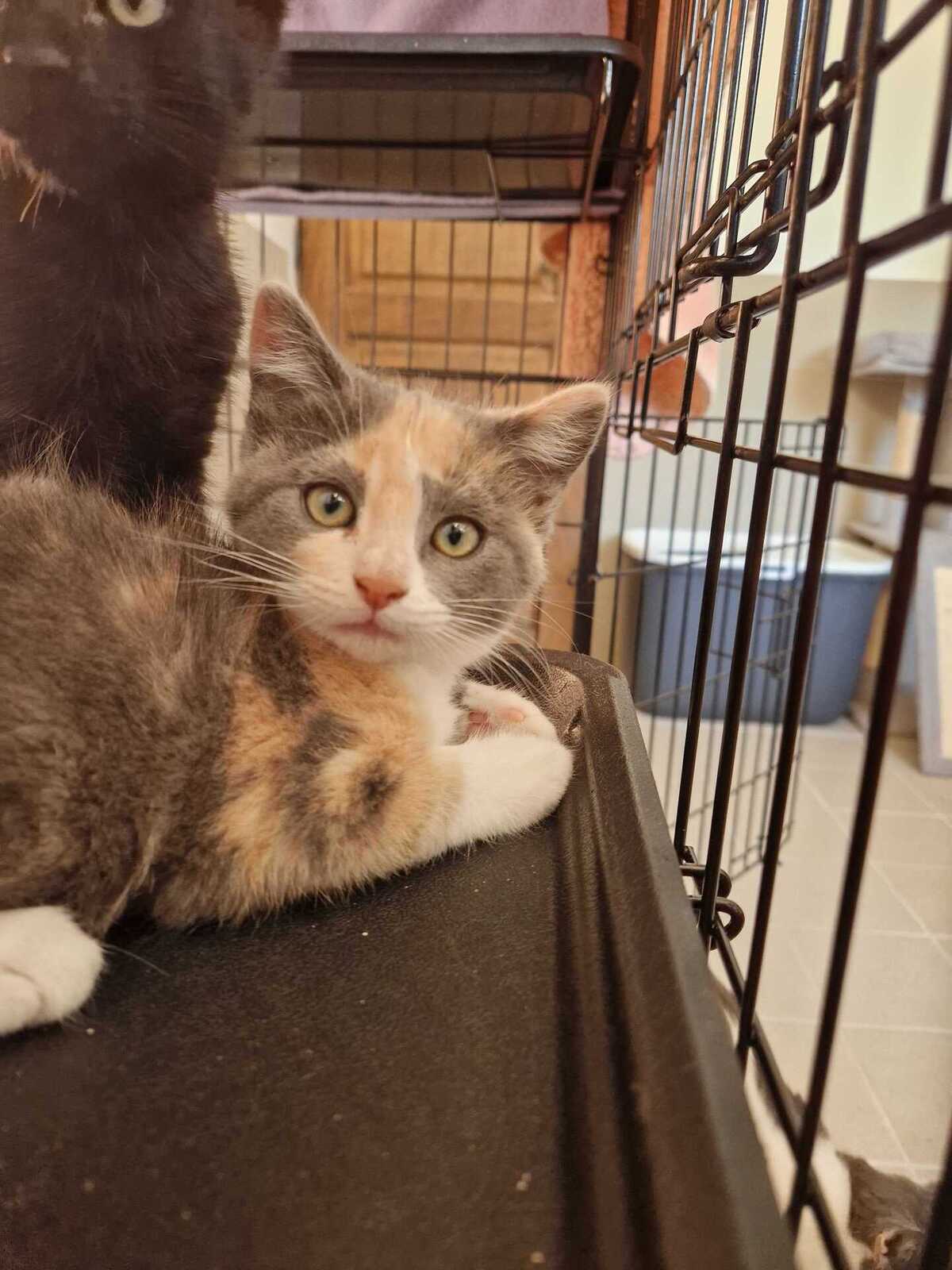 Adoption Bulle