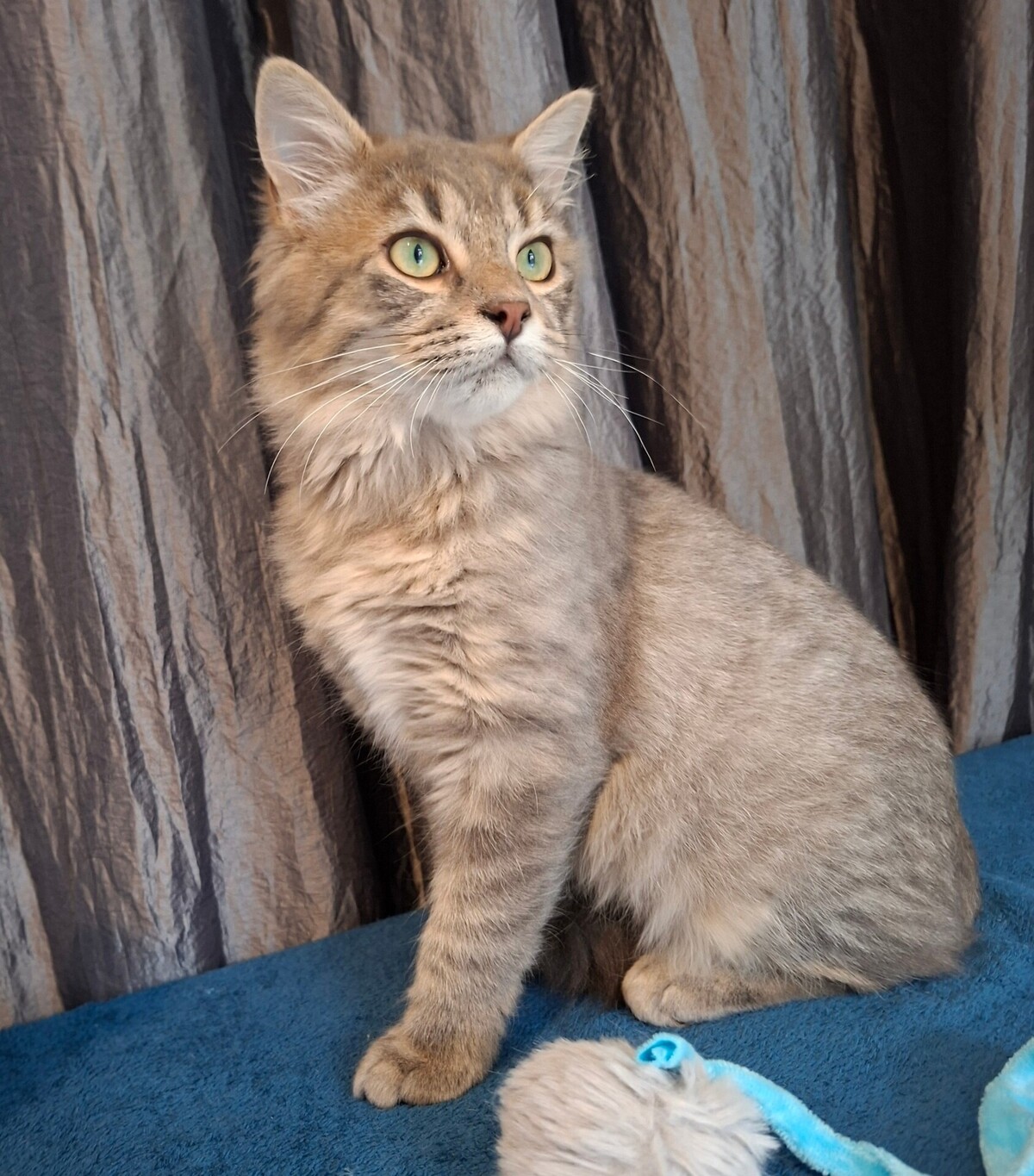 Adoption Yaos