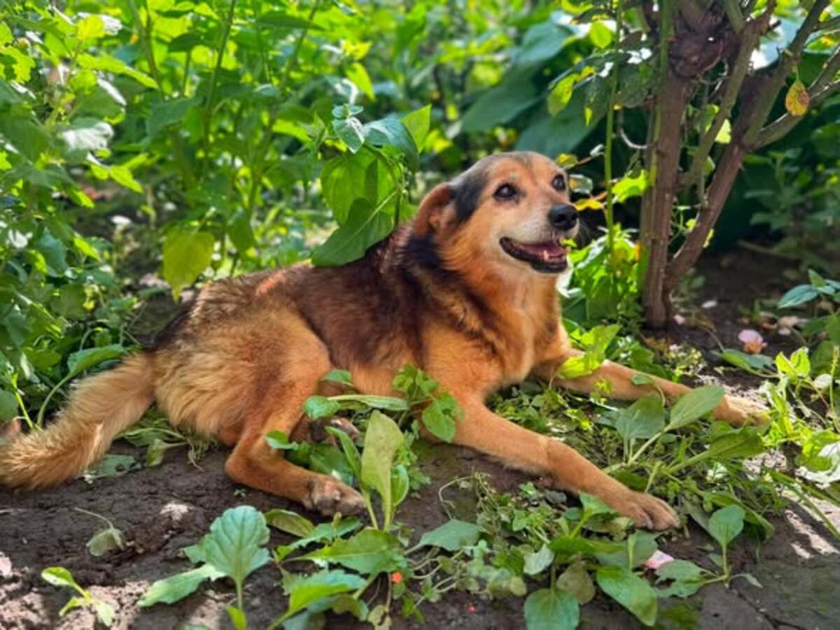 Adoption ALTAN
