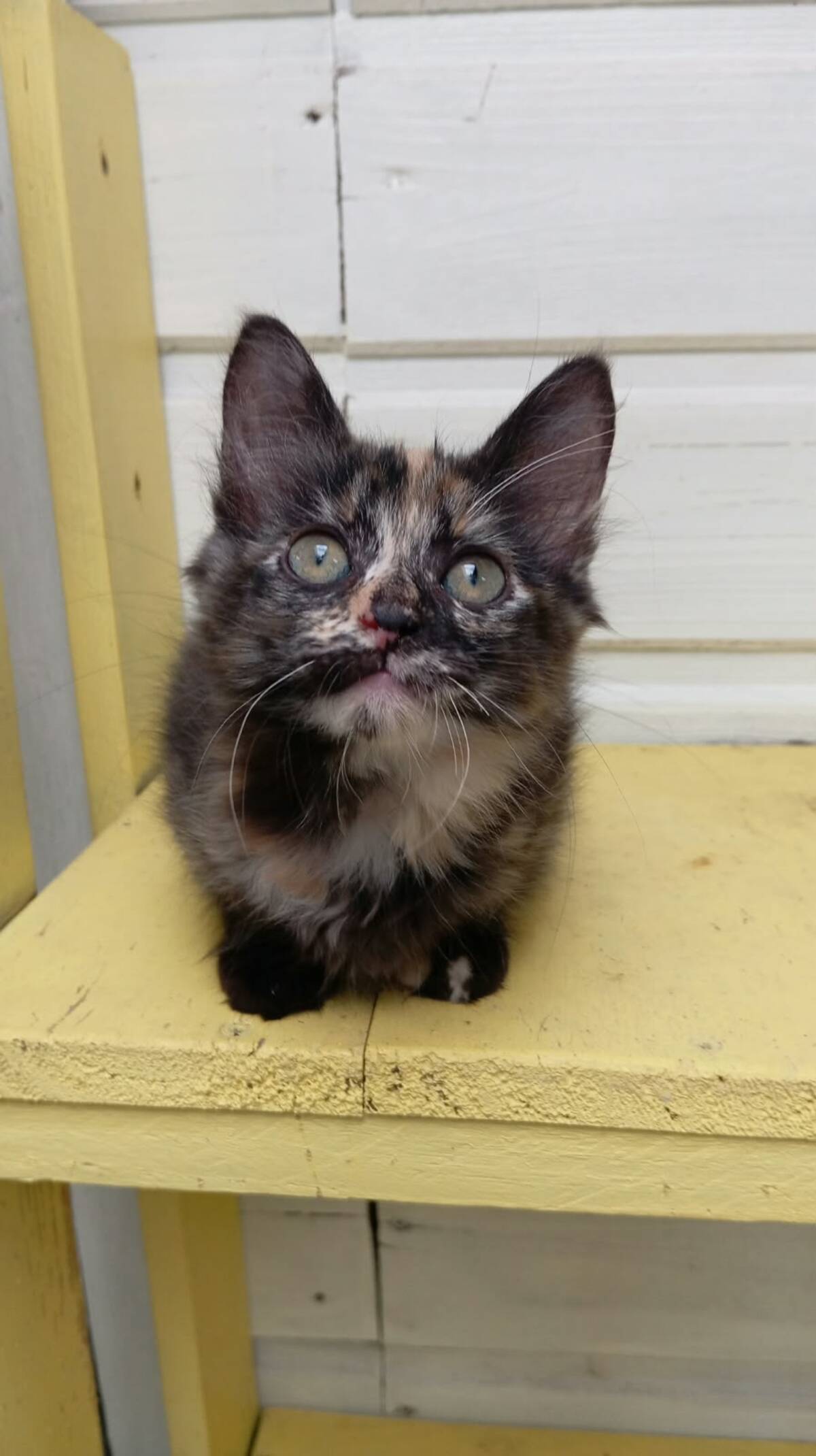 Adoption Eclipse