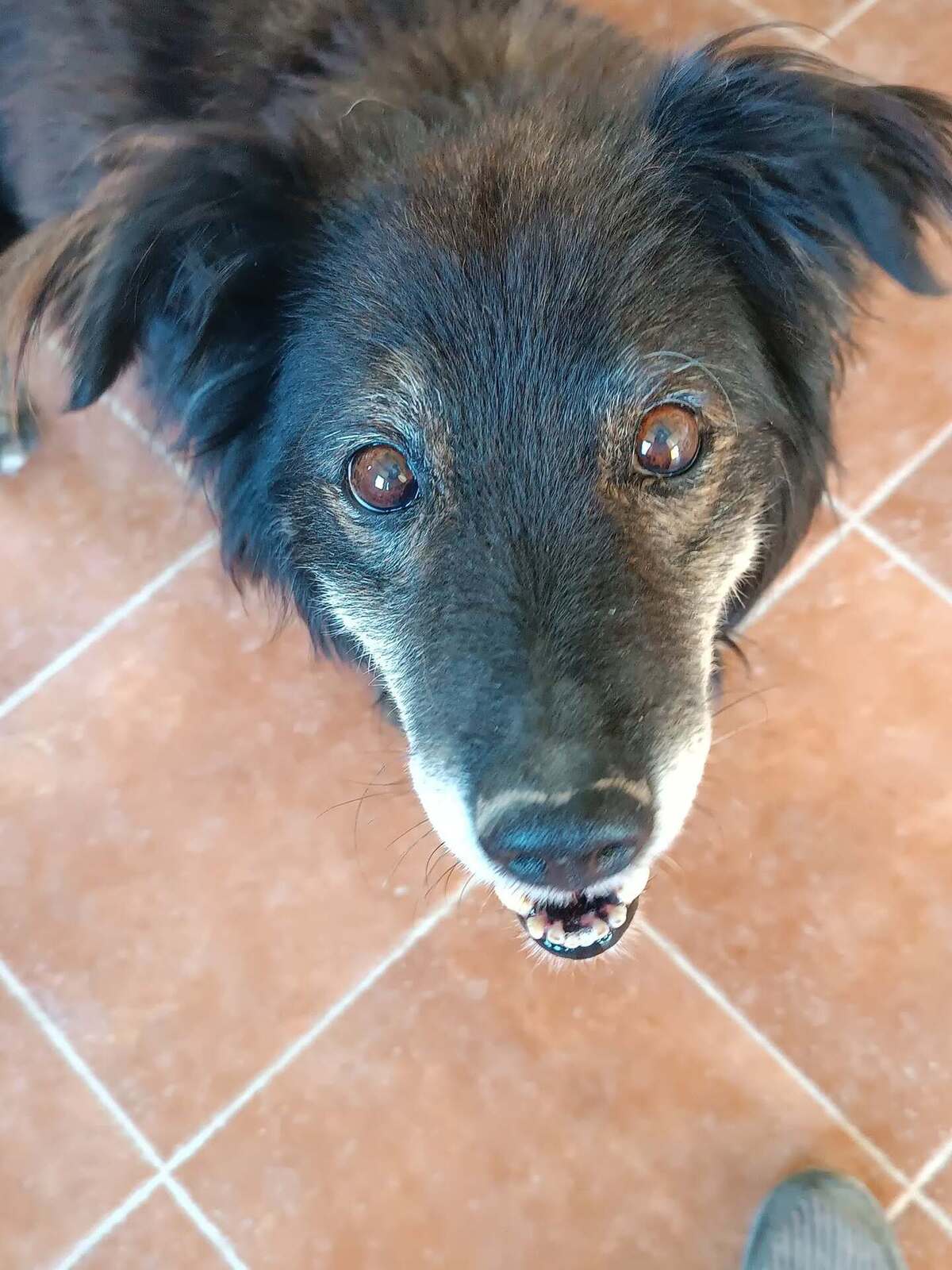 Adoption Manolo 