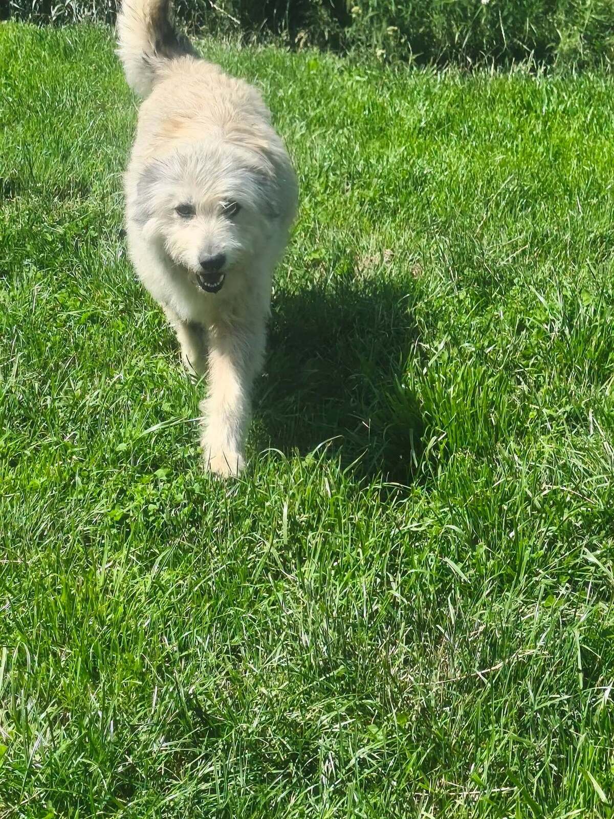 Adoption kiki