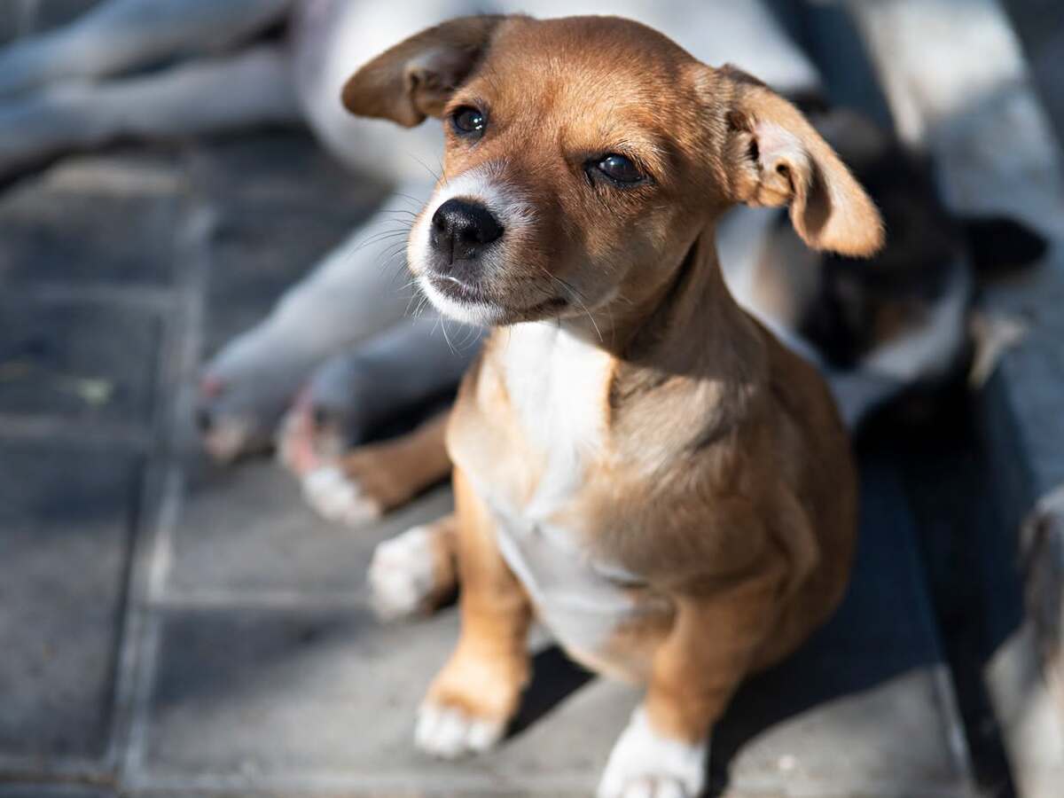 Adoption Inarie