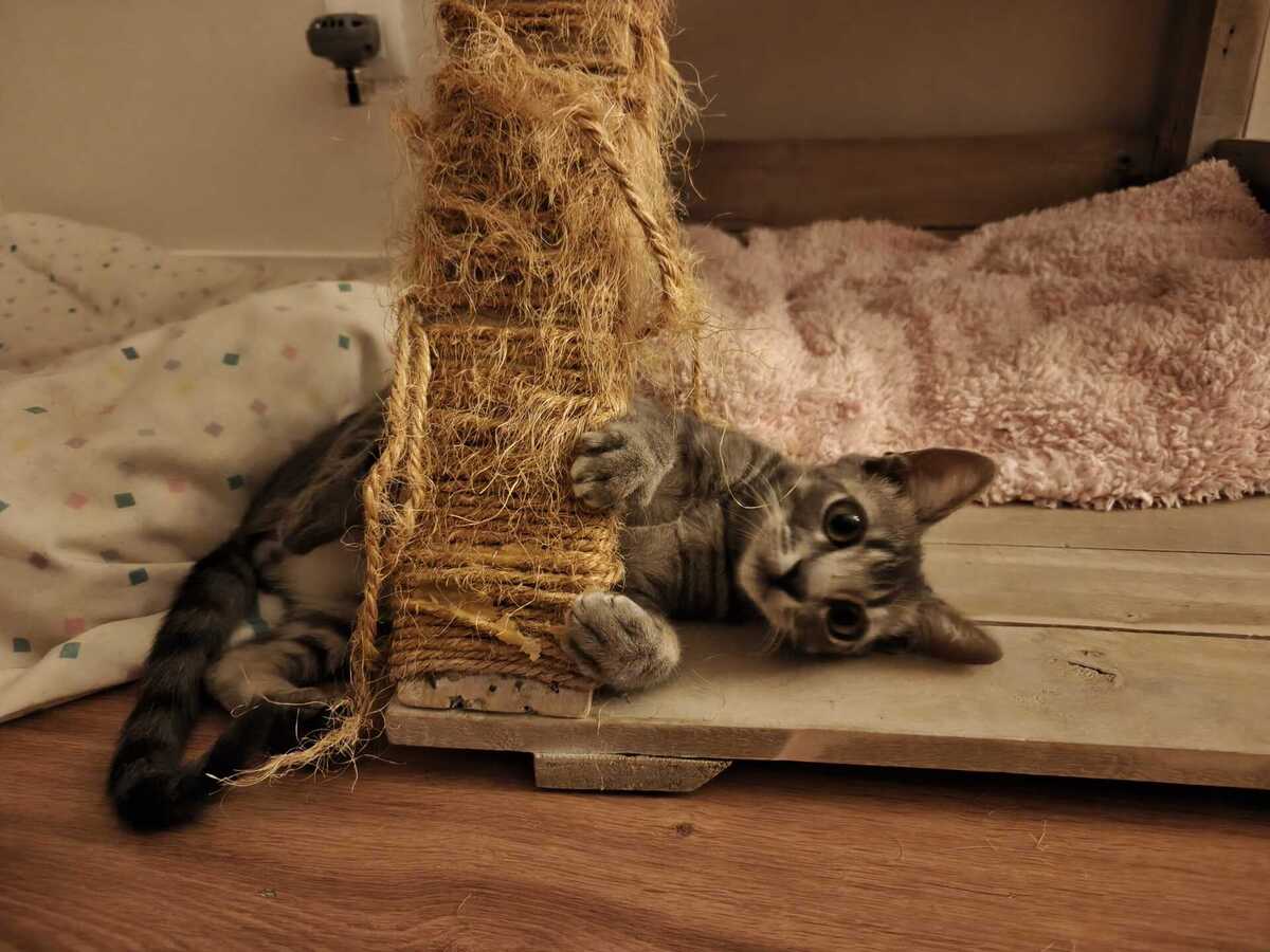Adoption Benito