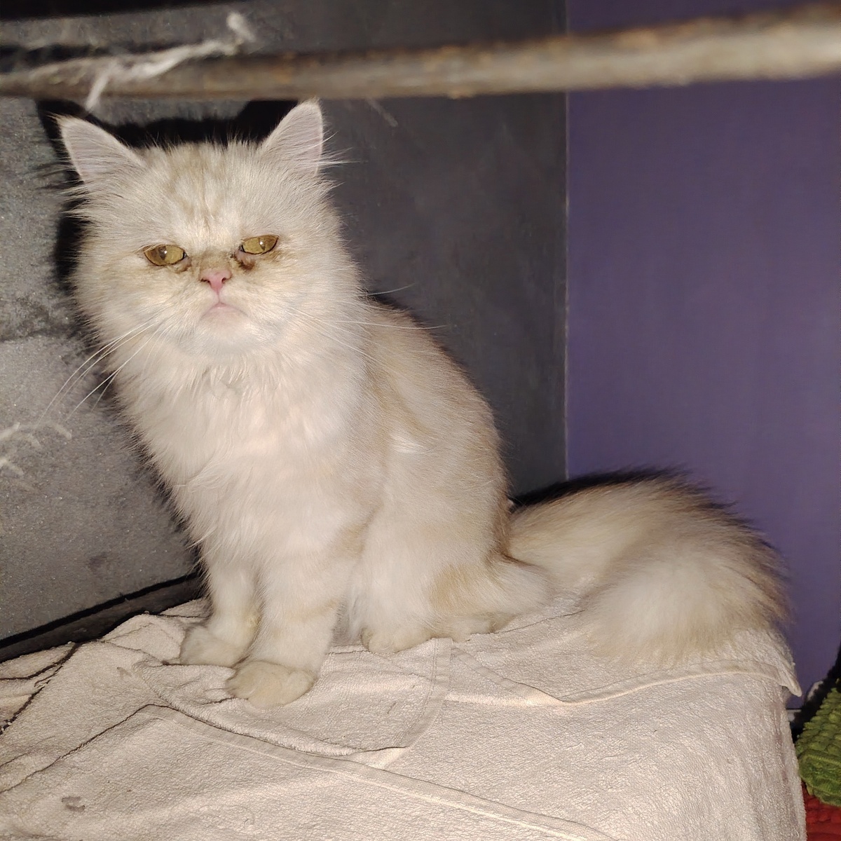 Adoption Lili