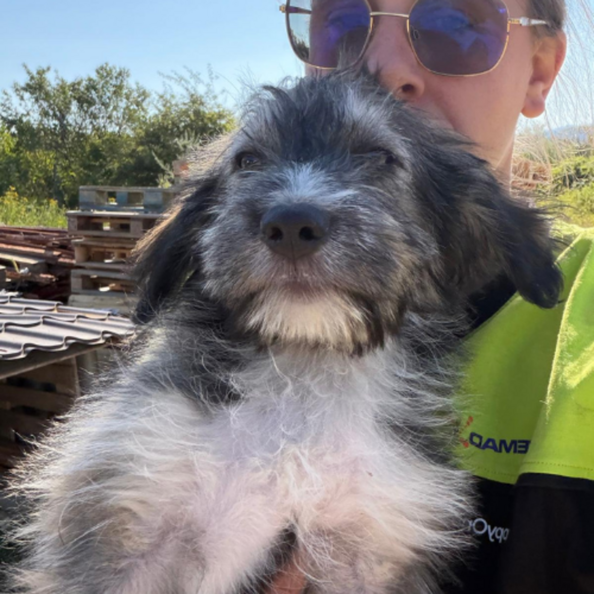 Adoption BOSI