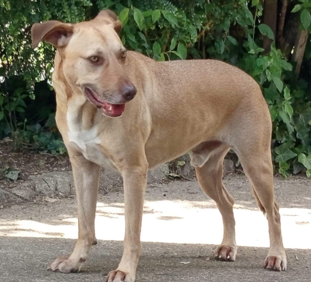 Adoption Fifi