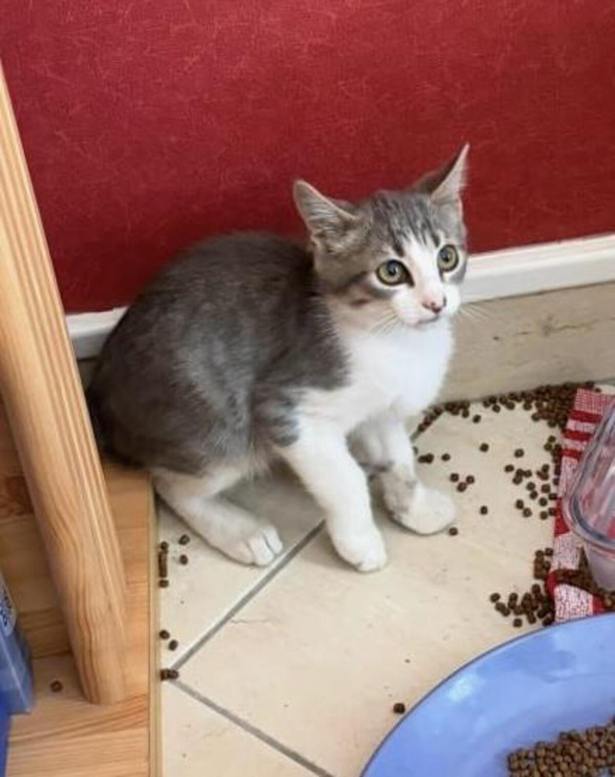Adoption Jinx