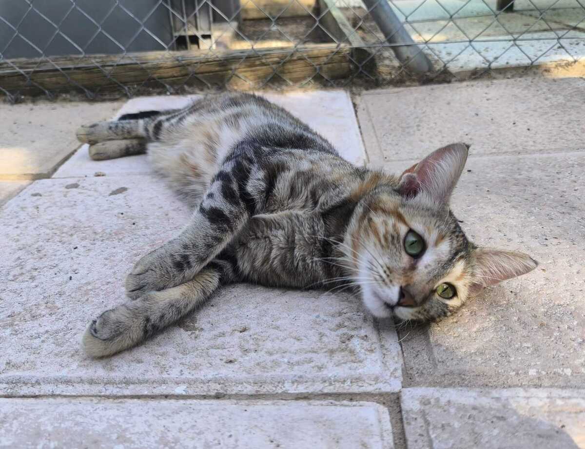 Adoption Sol