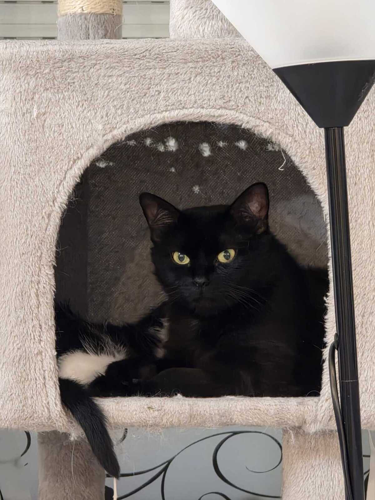 Adoption Duchesse