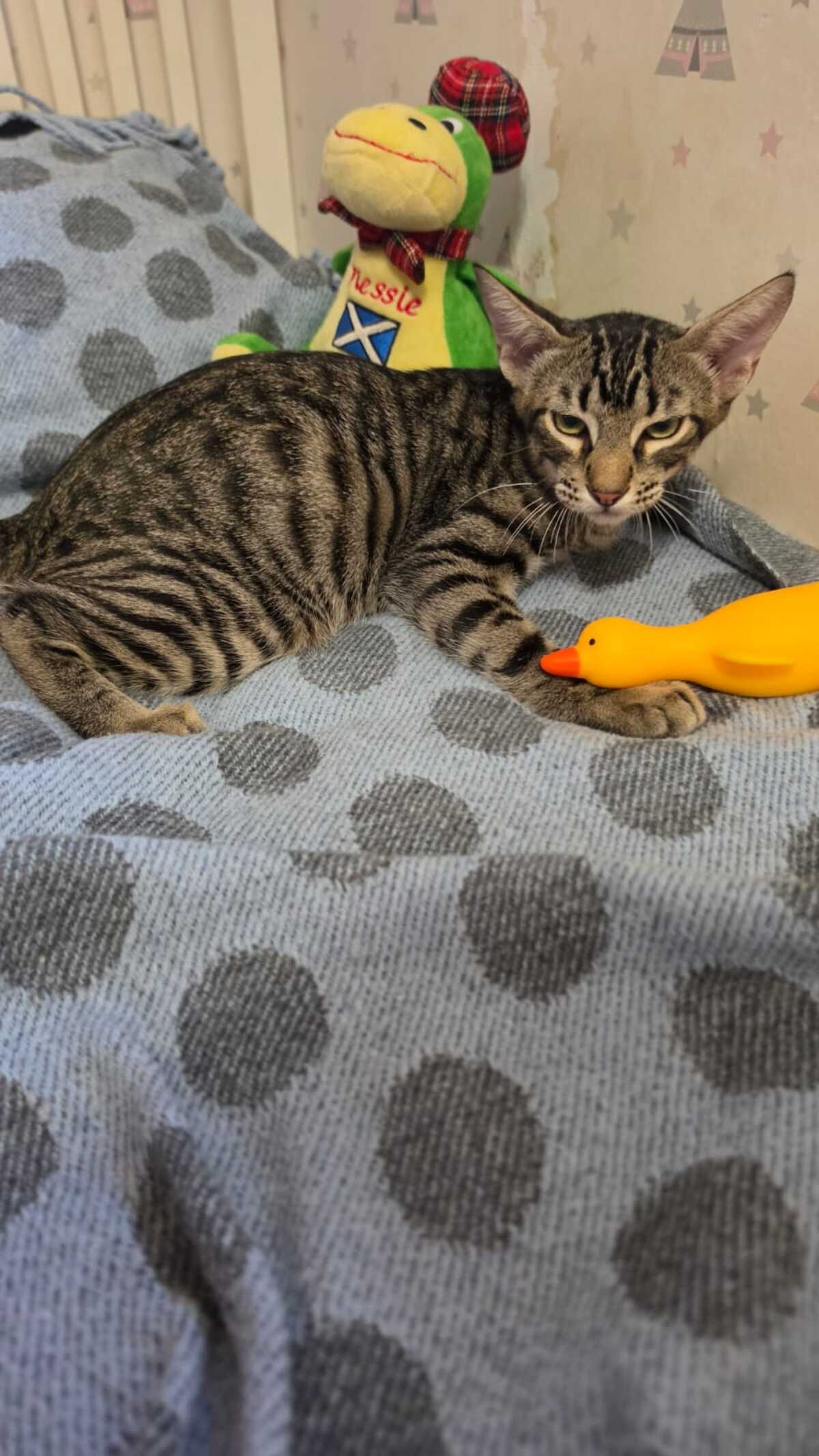 Adoption Pipo