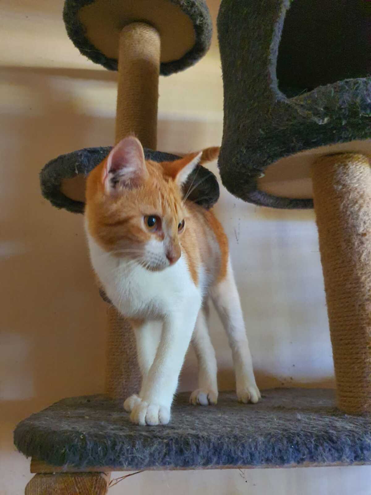 Adoption Evadé