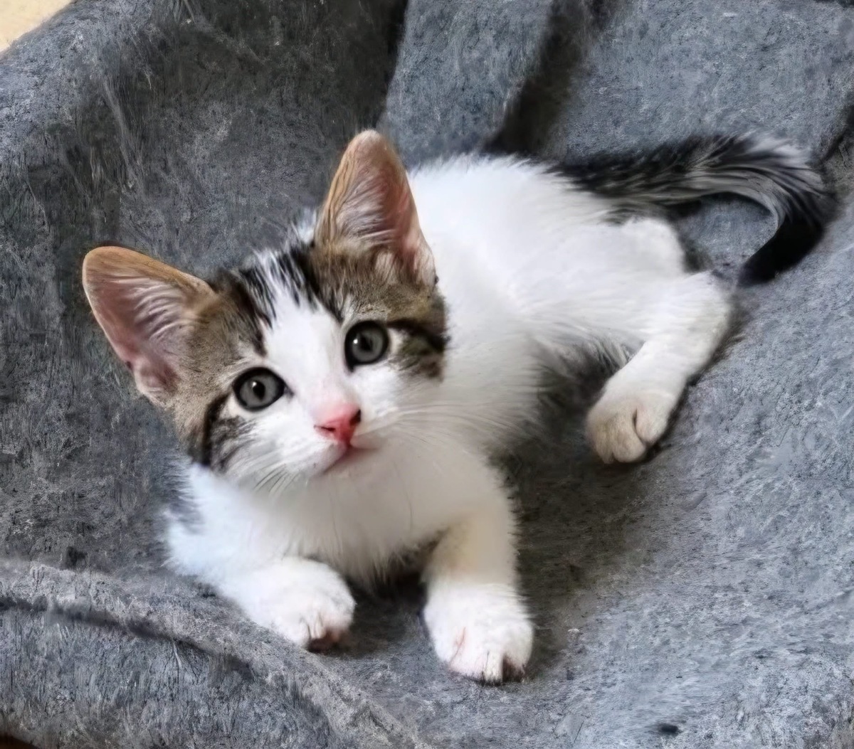 Adoption KEILOWA