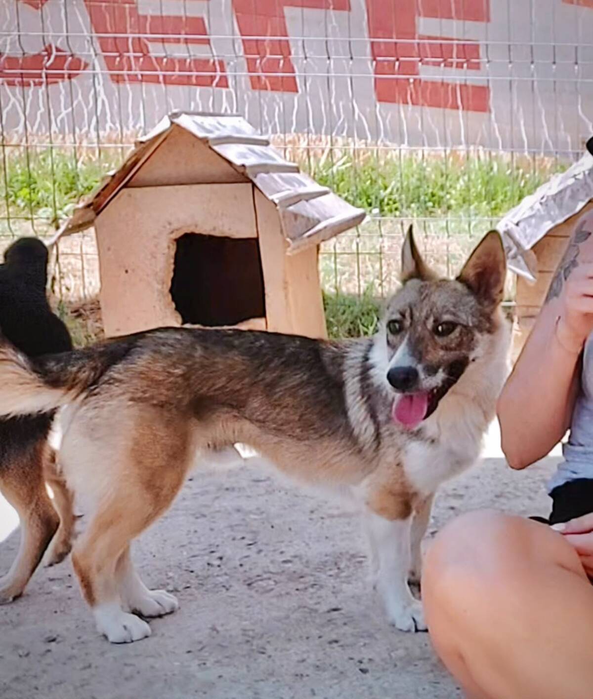Adoption Tommy