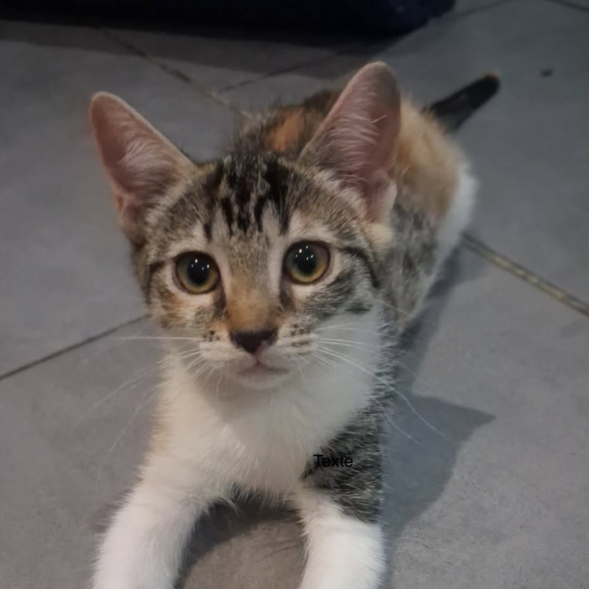 Adoption MORPHEE