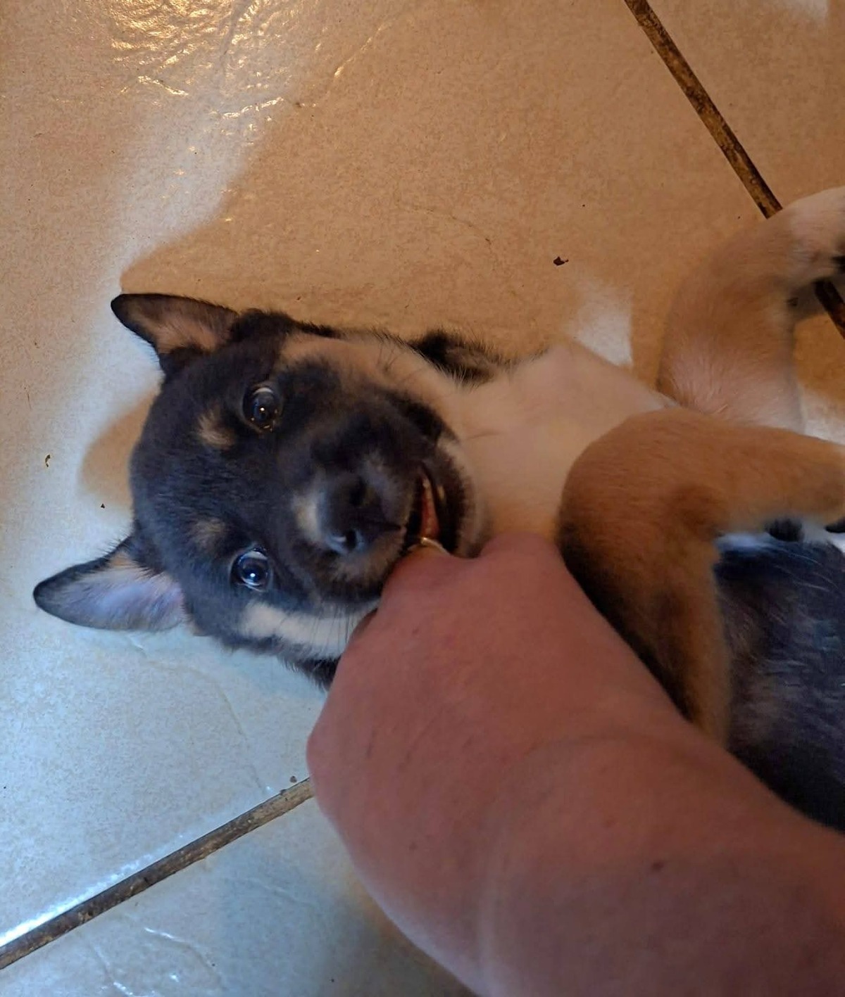 Adoption Boupsy