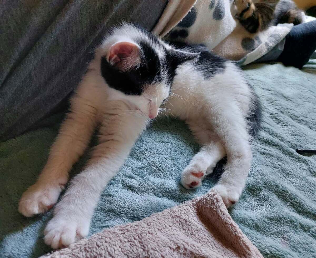 Adoption Billy