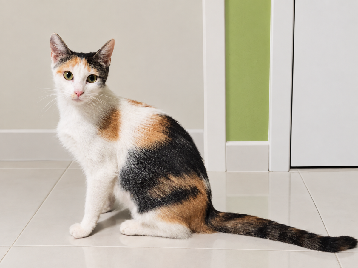 Adoption Duchesse