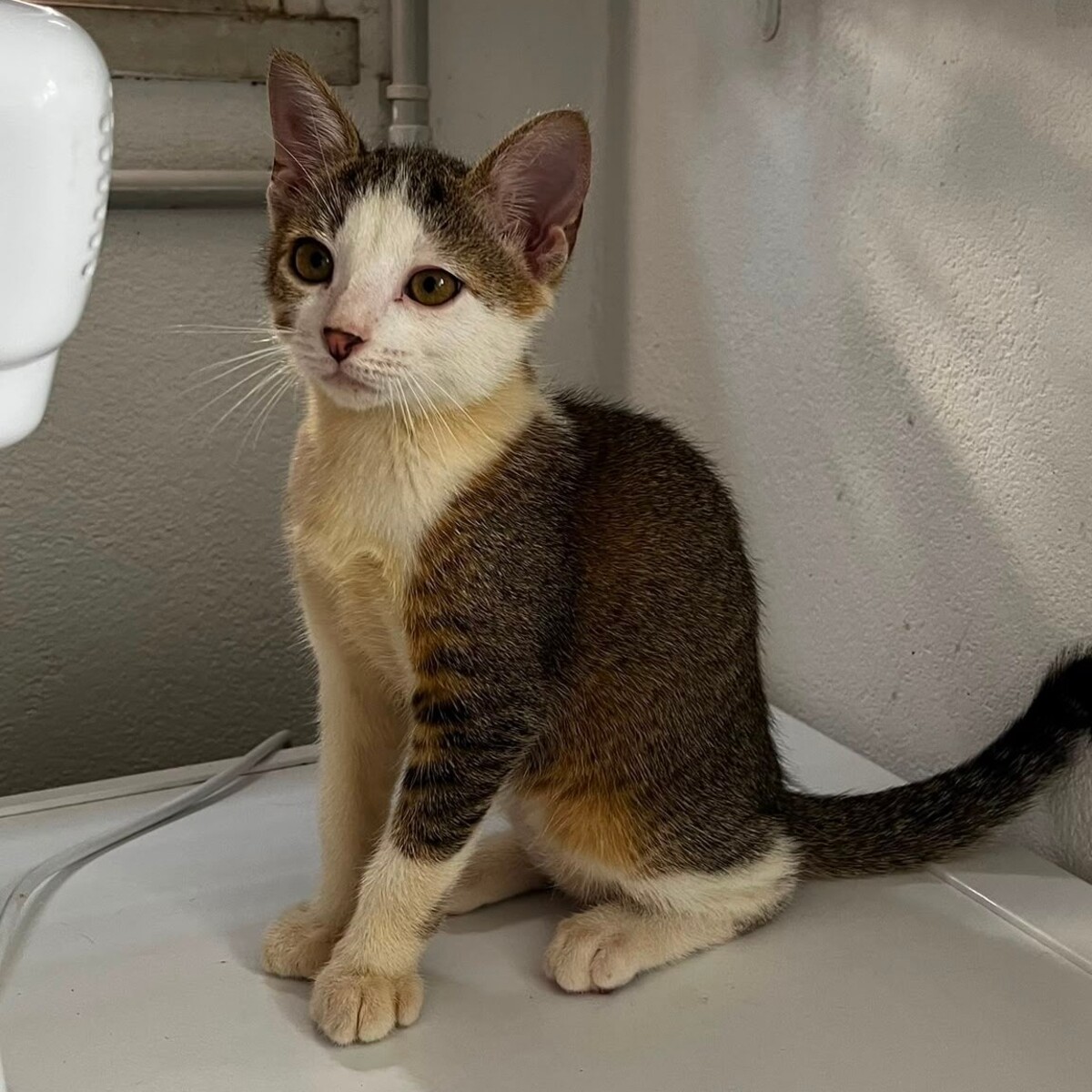 Adoption BOURDON