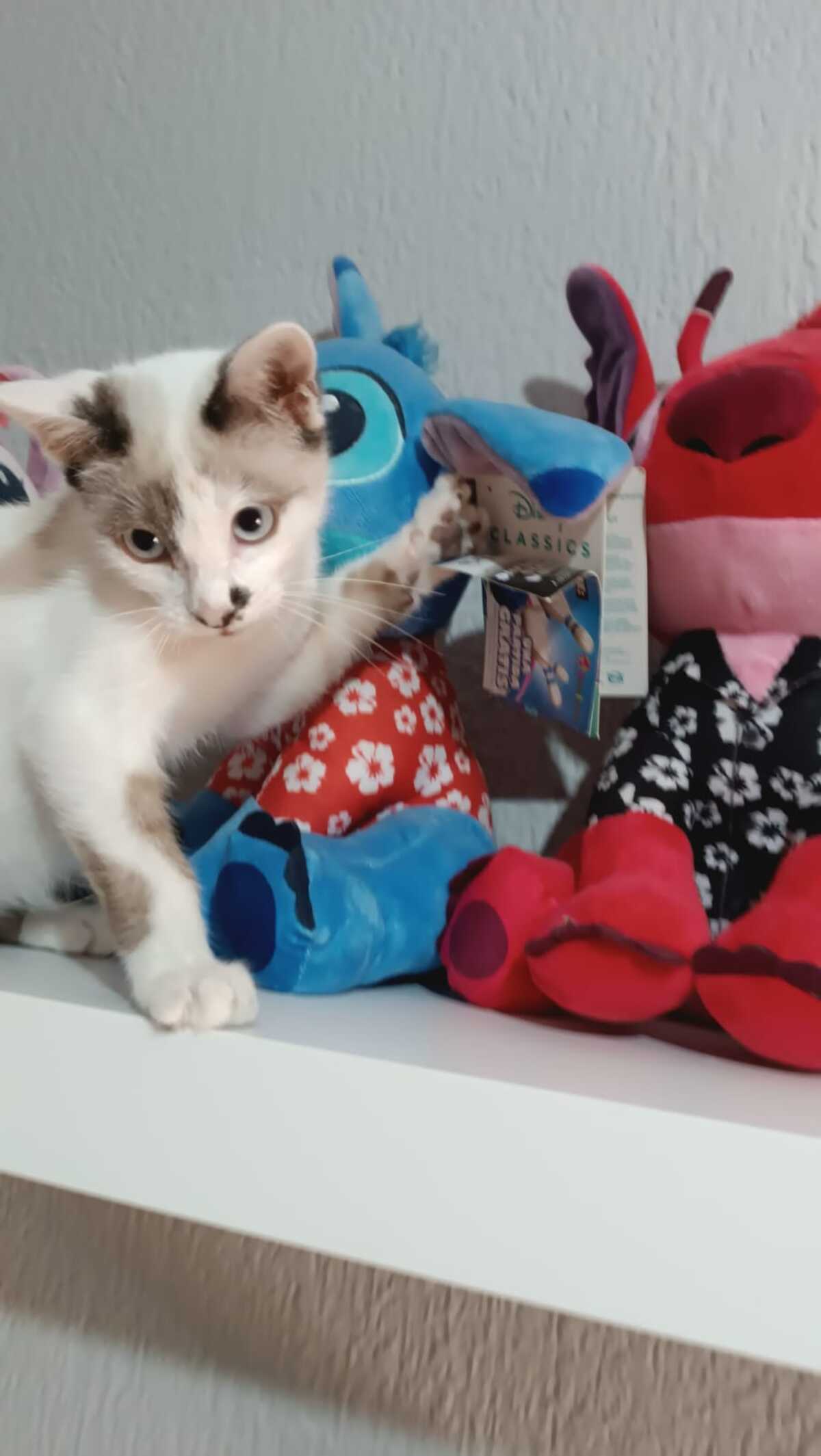 Adoption Dastin