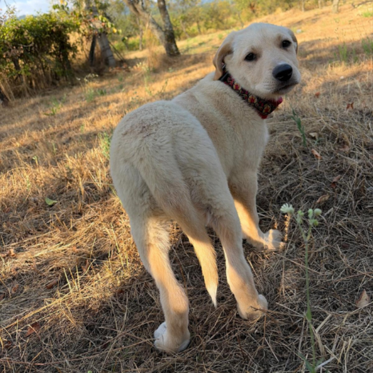 Adoption MACELA