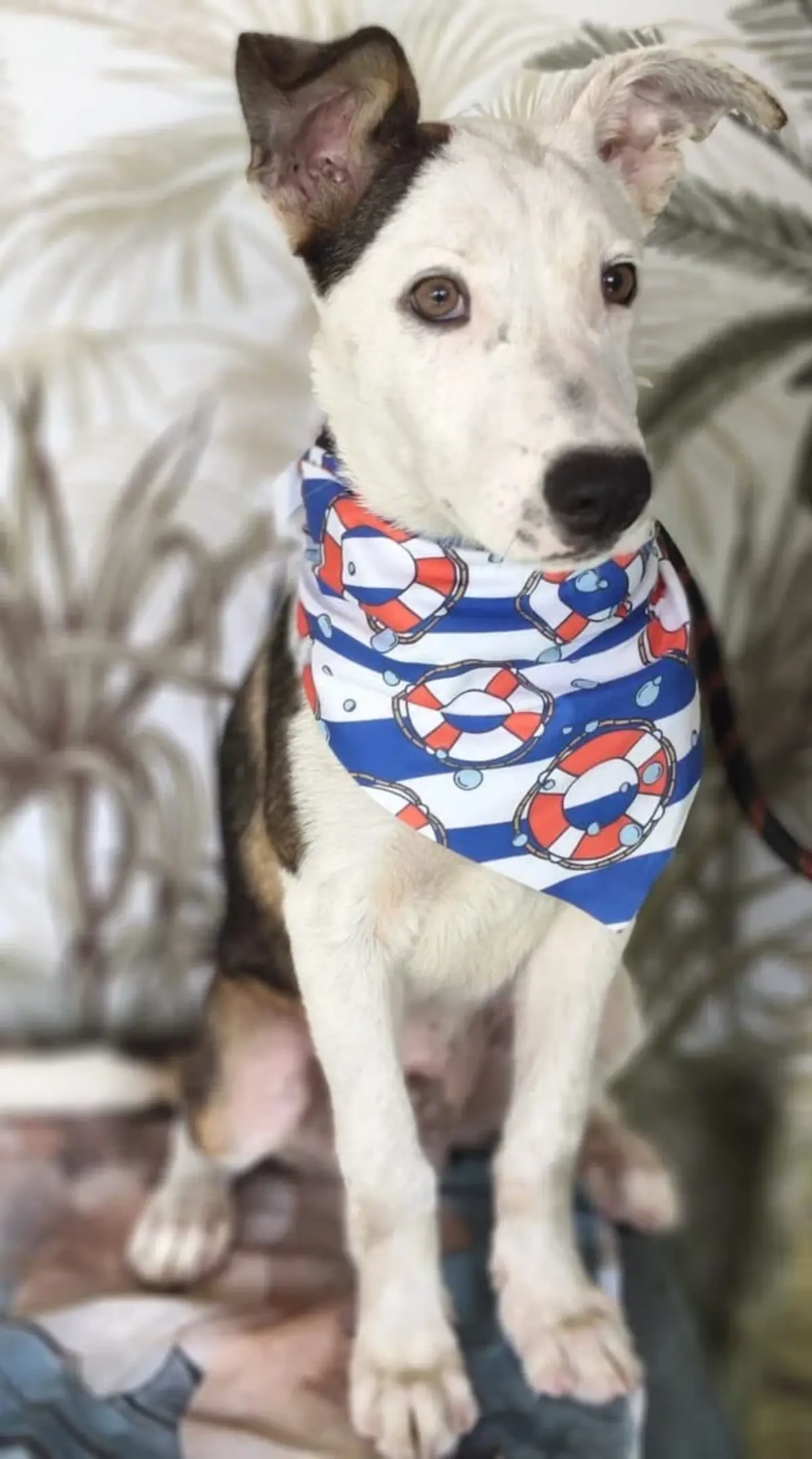 Adoption Astro