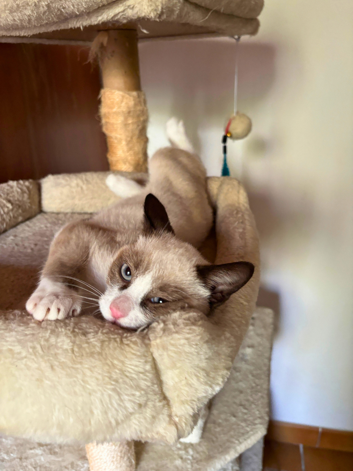 Adoption Bao