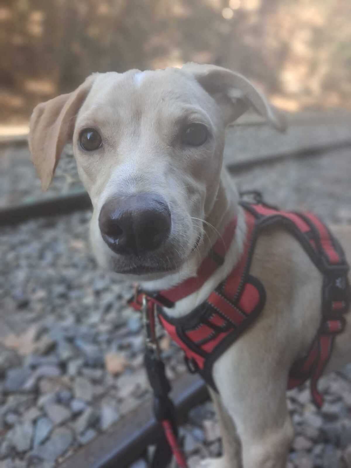 Adoption Star
