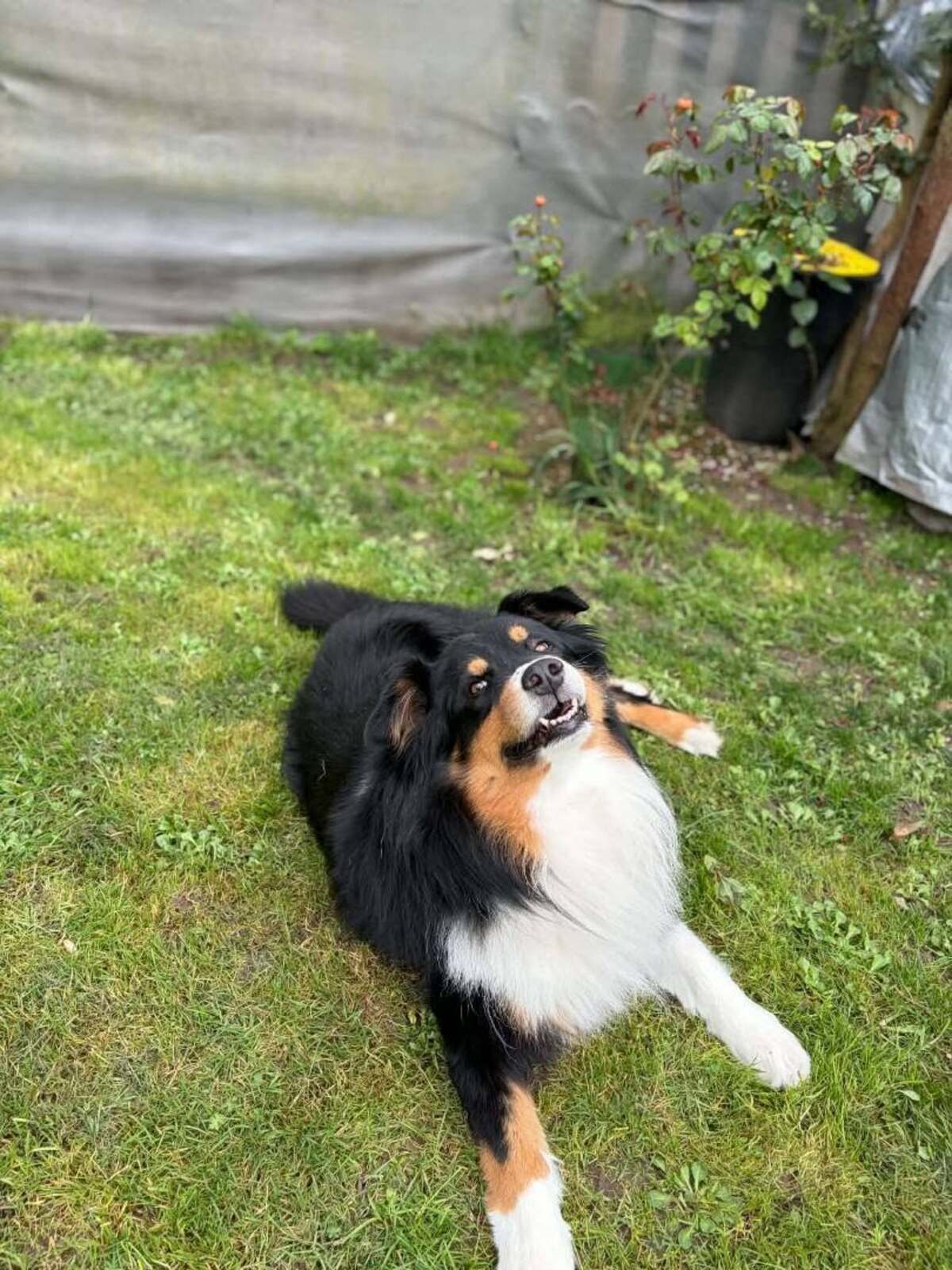 Adoption Link