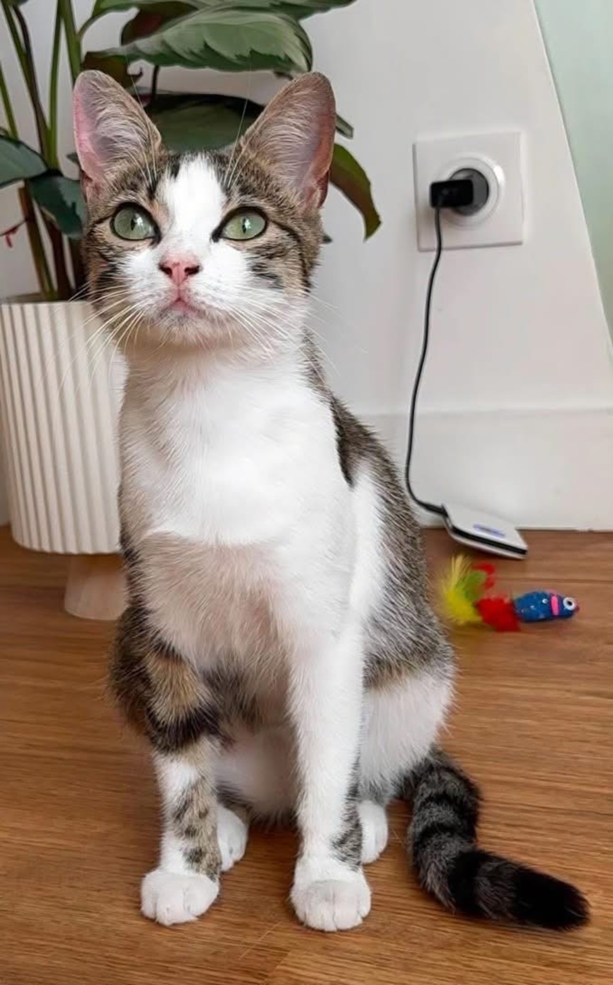 Adoption LEONARA