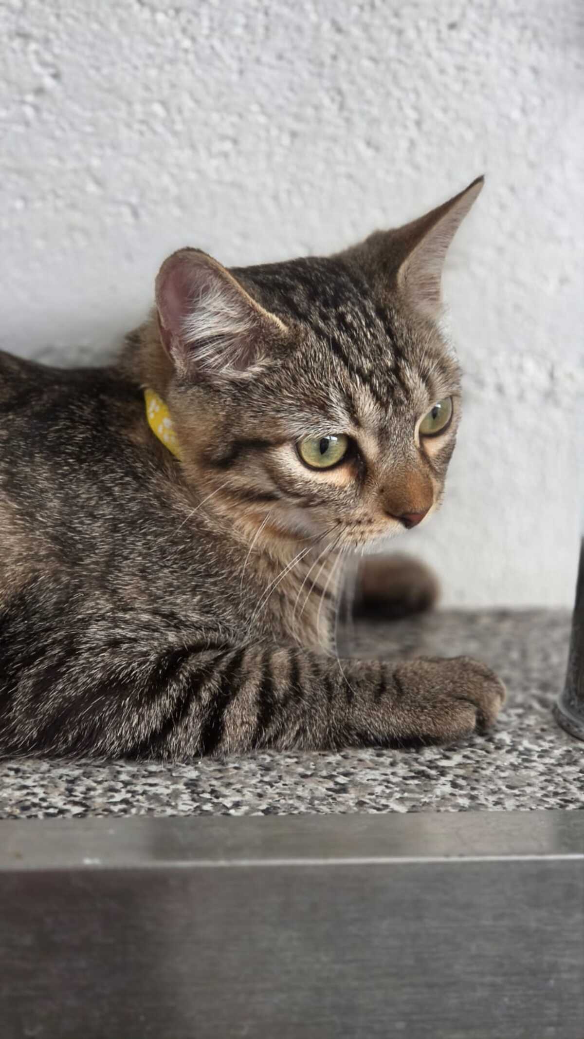 Adoption TITI
