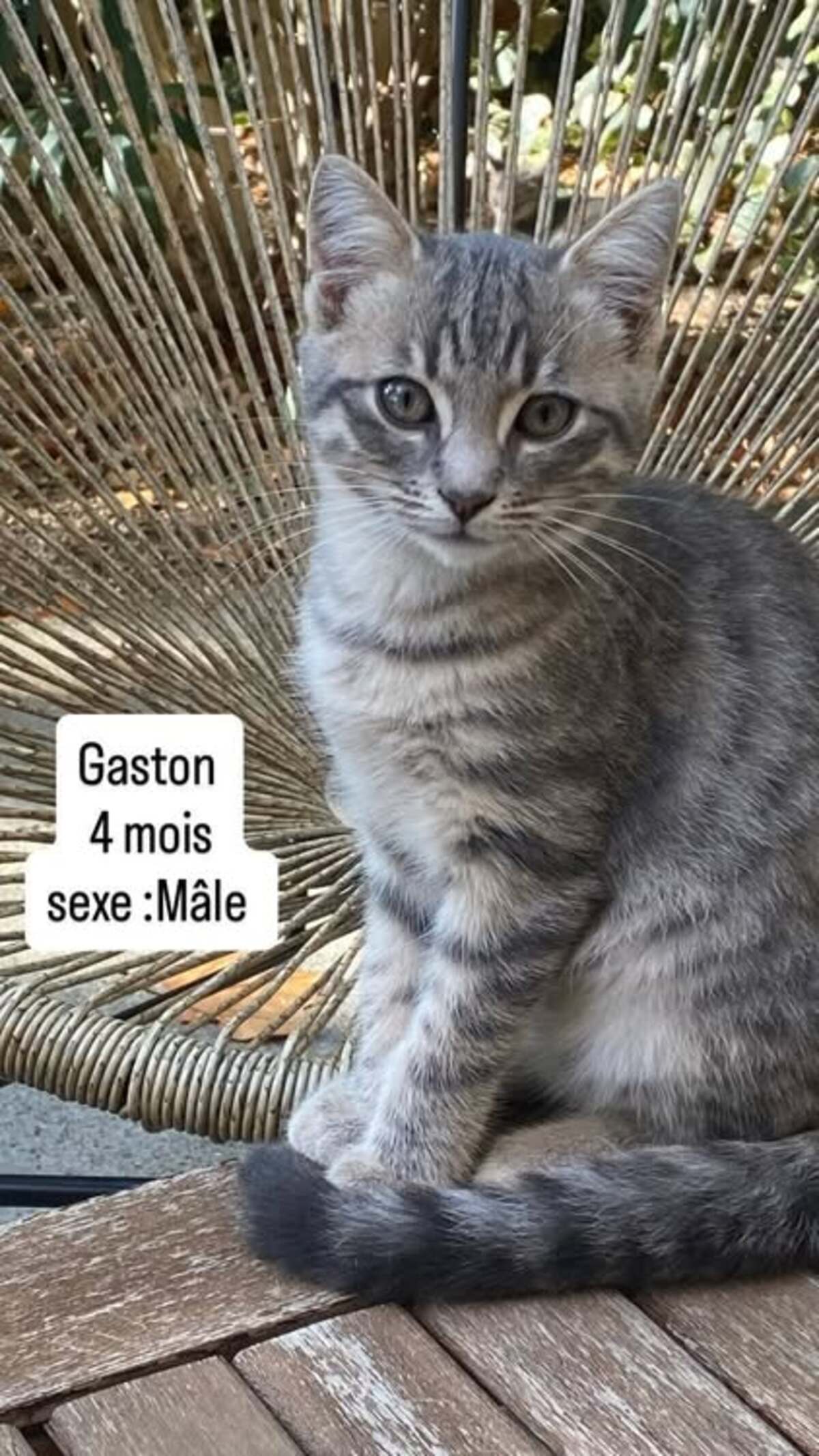 Adoption Gaston