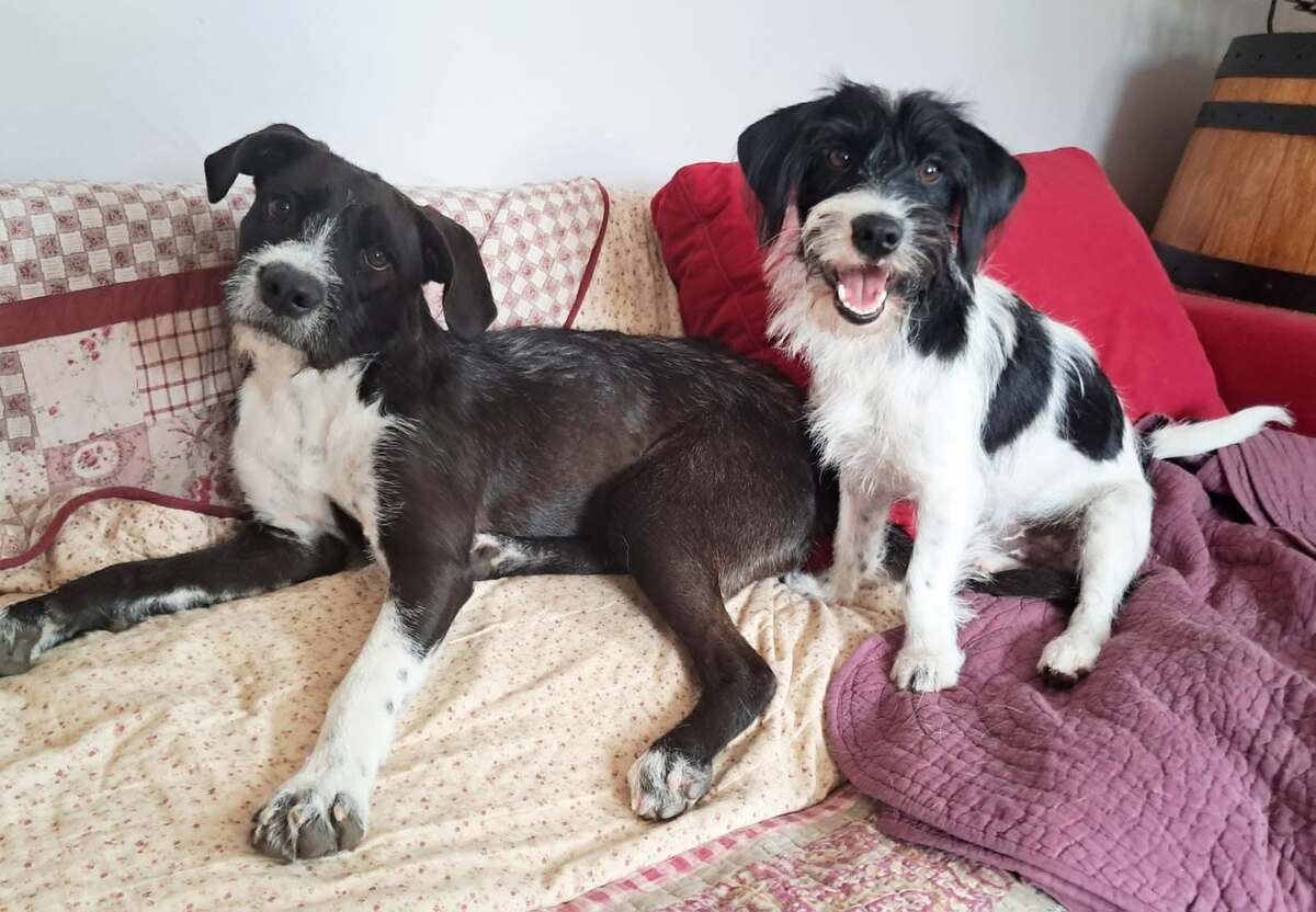 Adoption HAKA