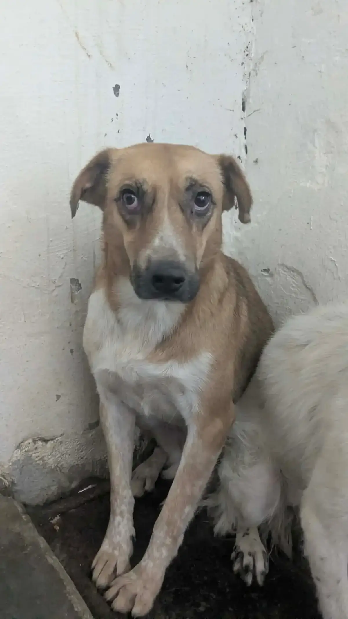 Adoption Tâm