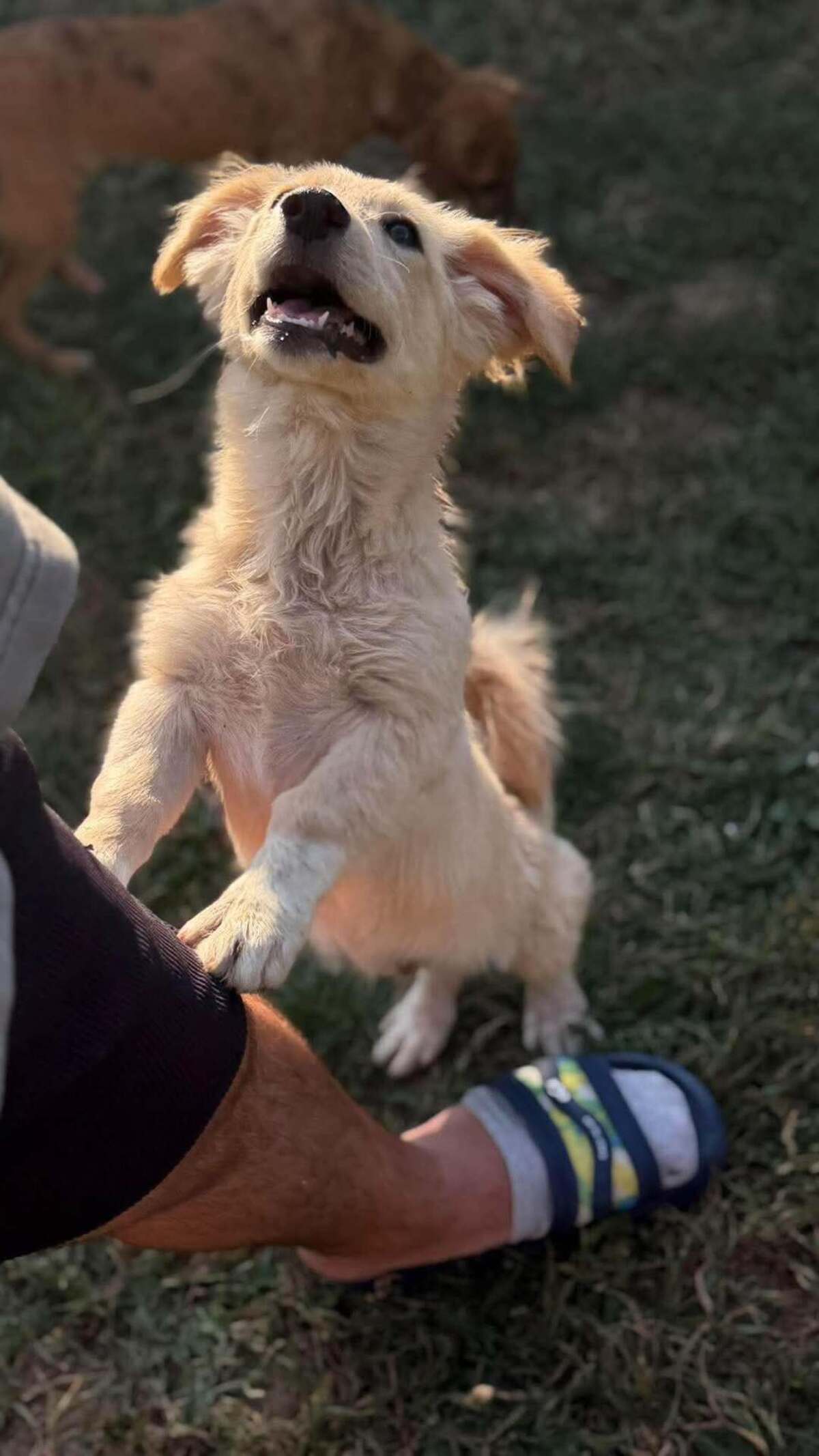 Adoption Rooney