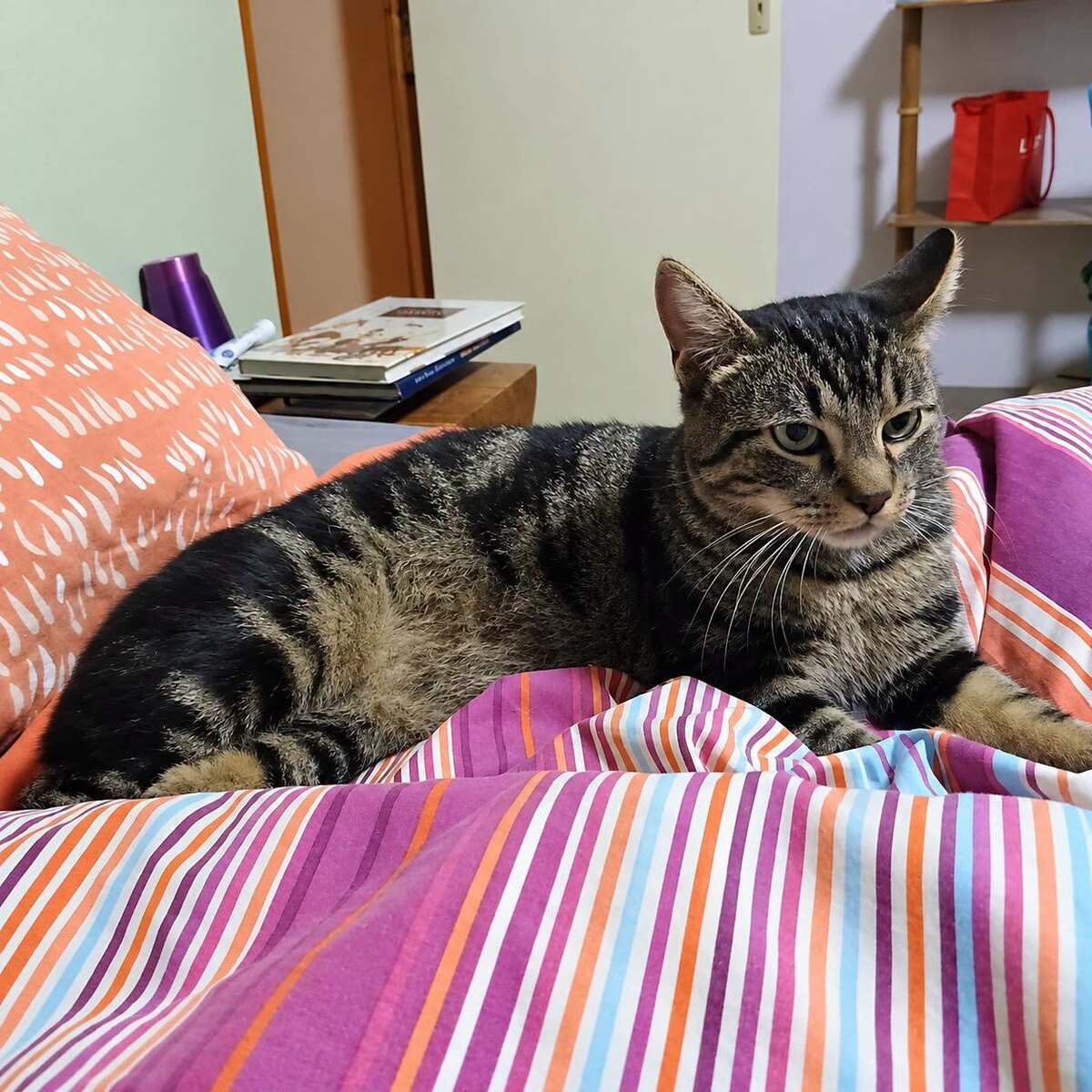 Adoption Romi