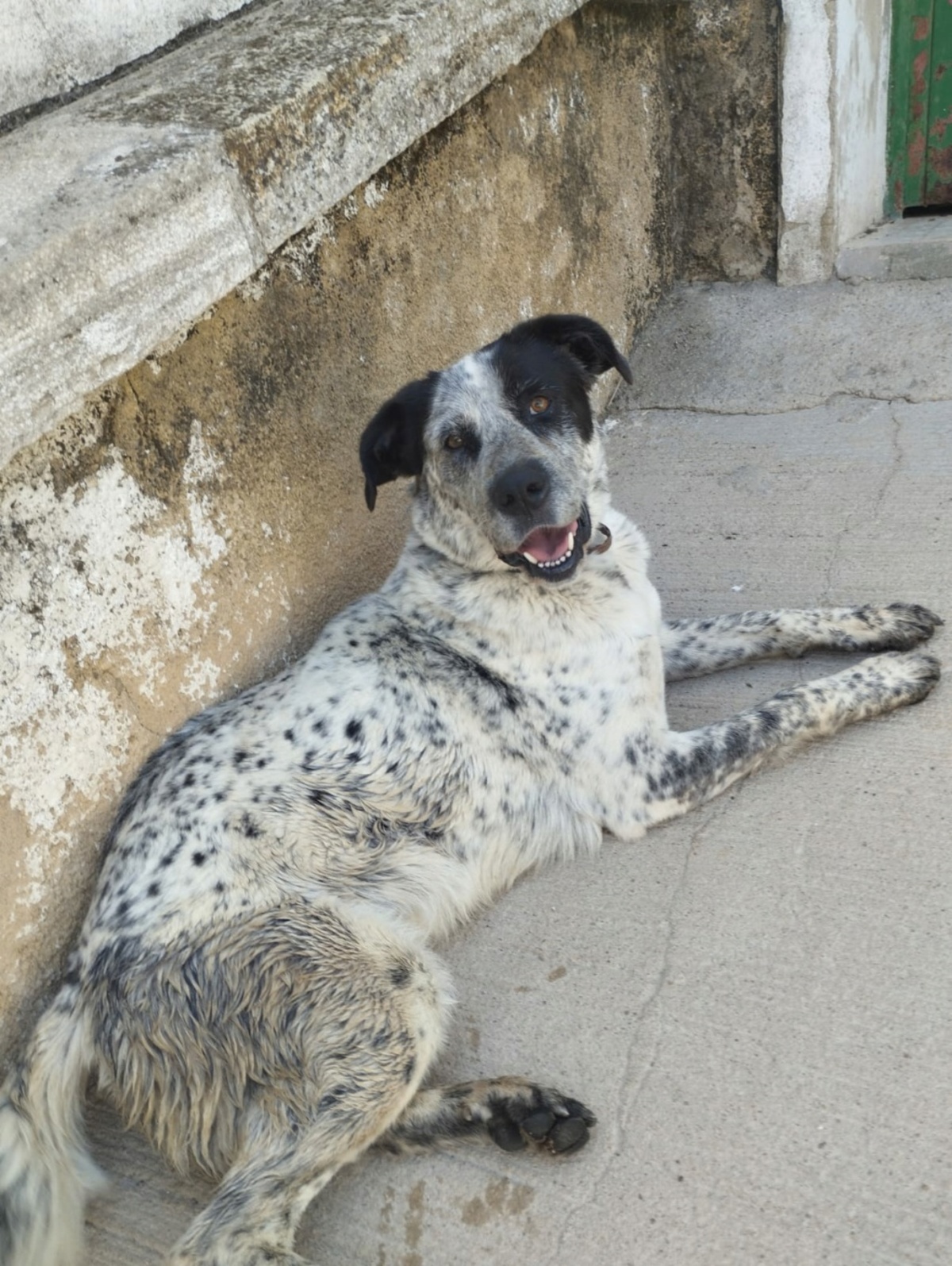 Adoption Yala