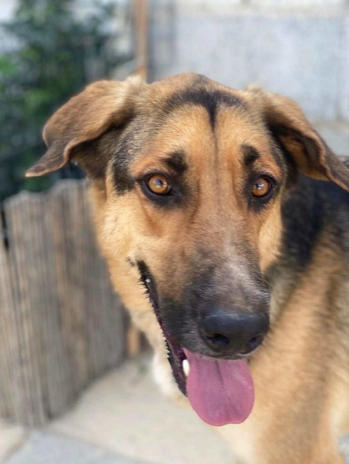 Adoption Max