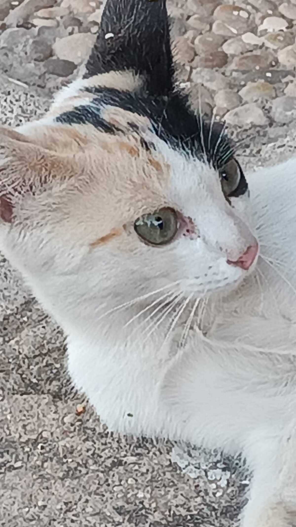 Adoption Natalia