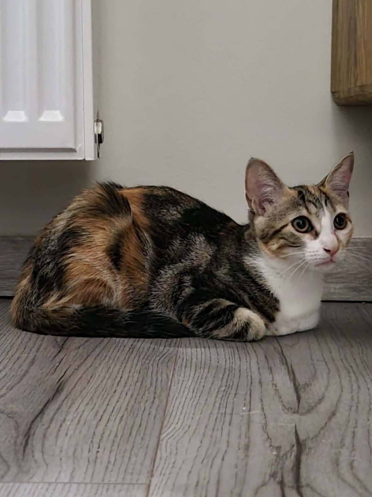 Adoption Katsura