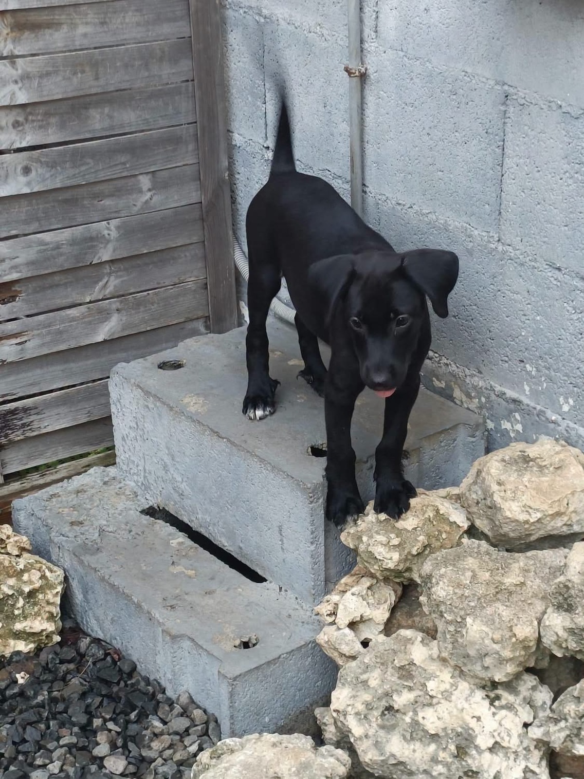 Adoption Onyx
