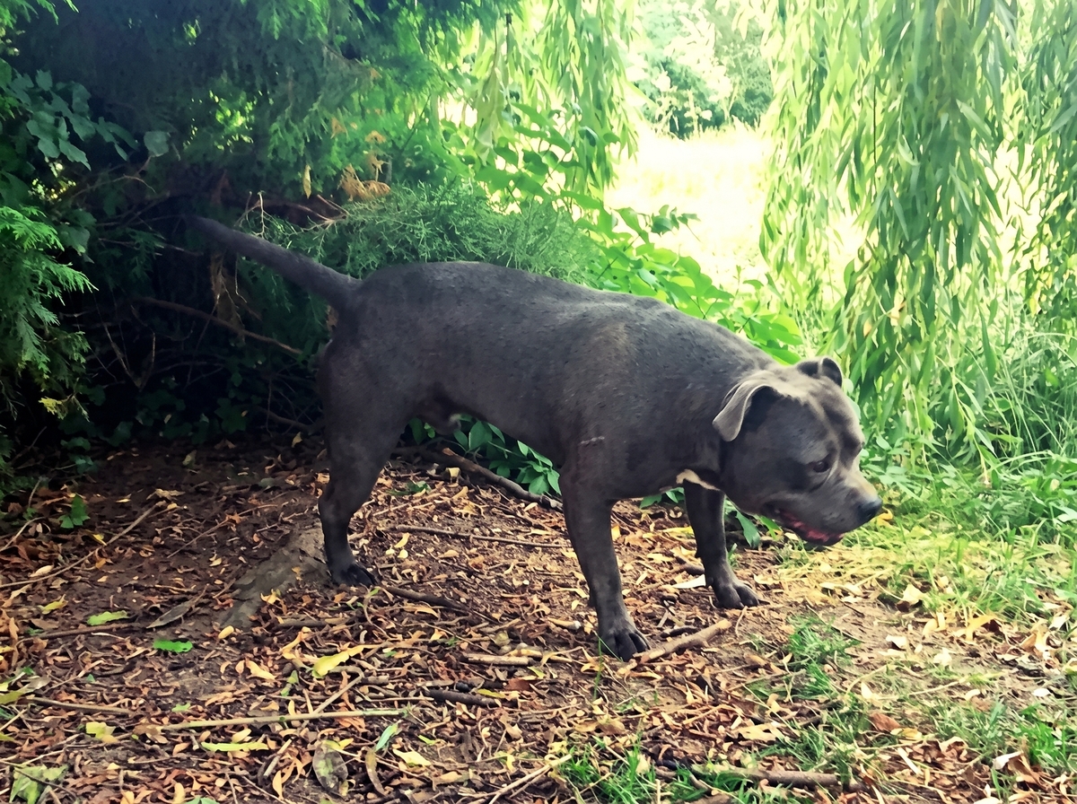 Adoption Pégase