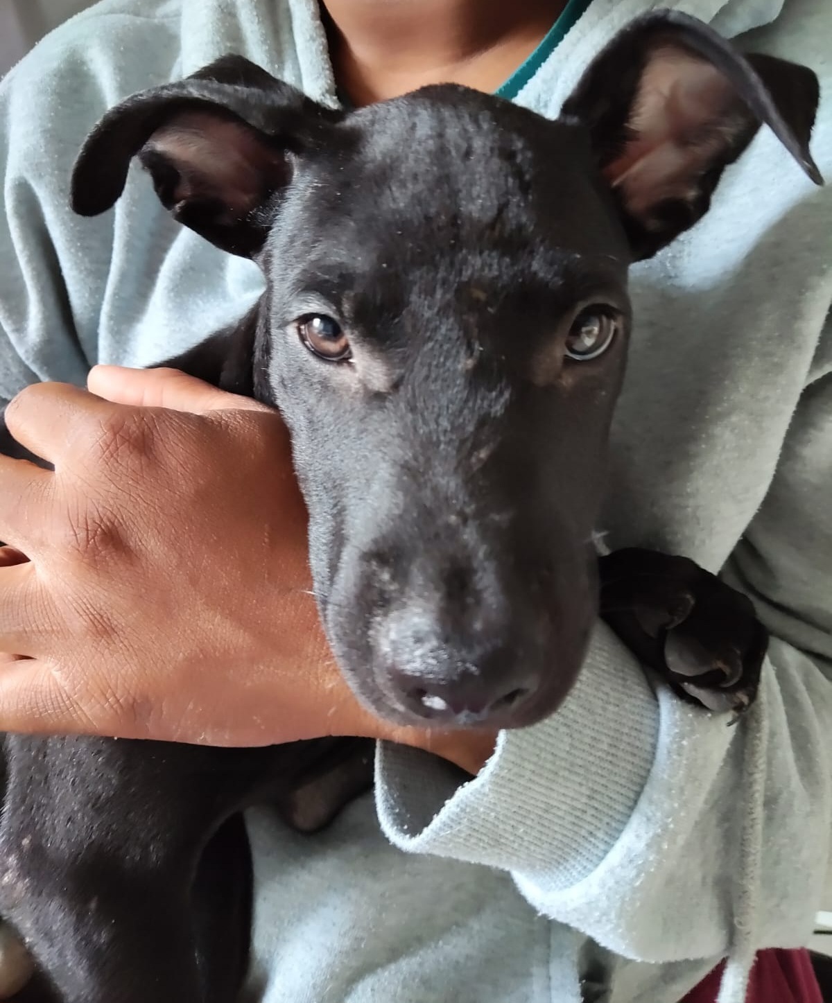 Adoption Fuego
