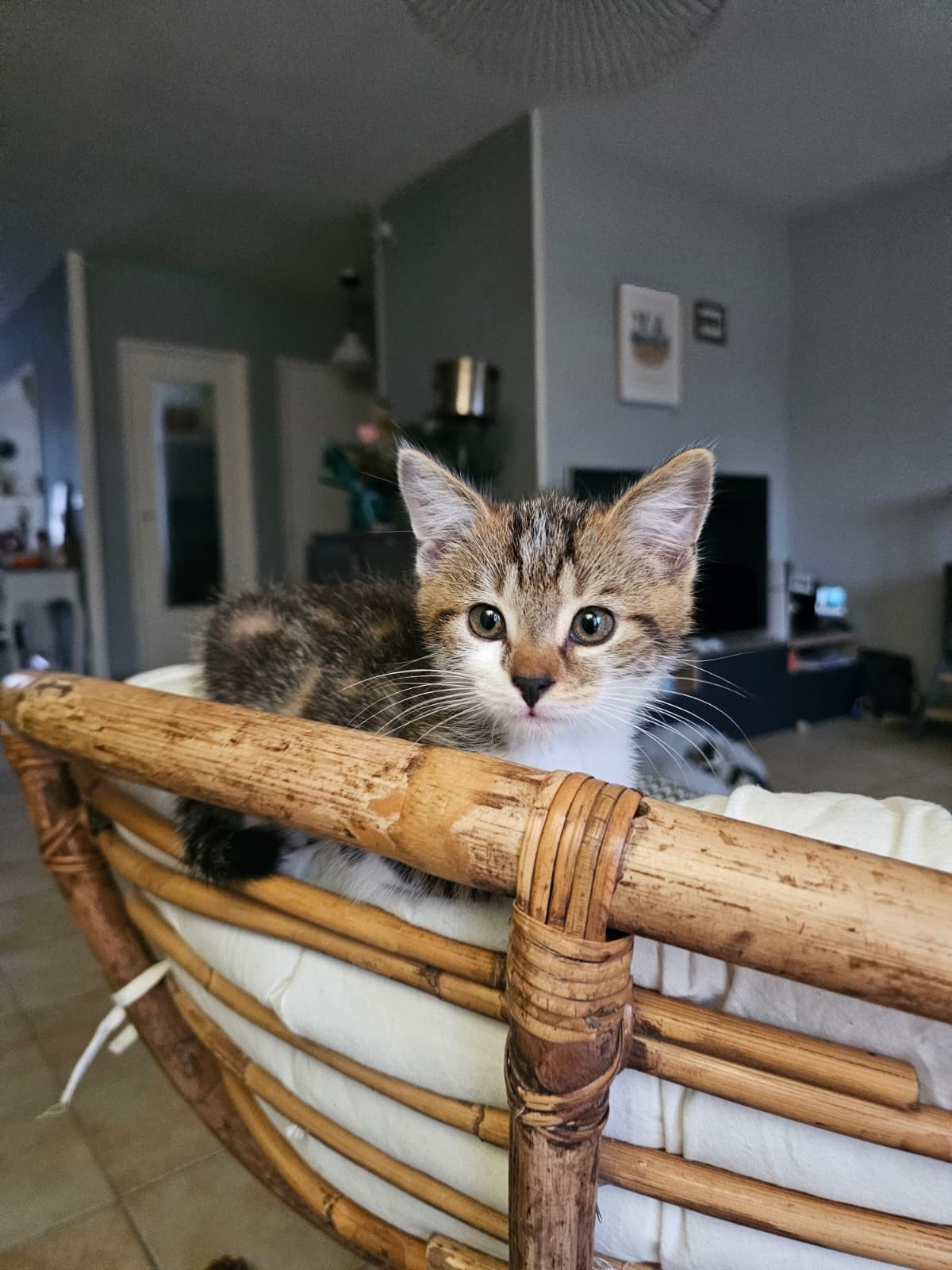 Adoption Moony