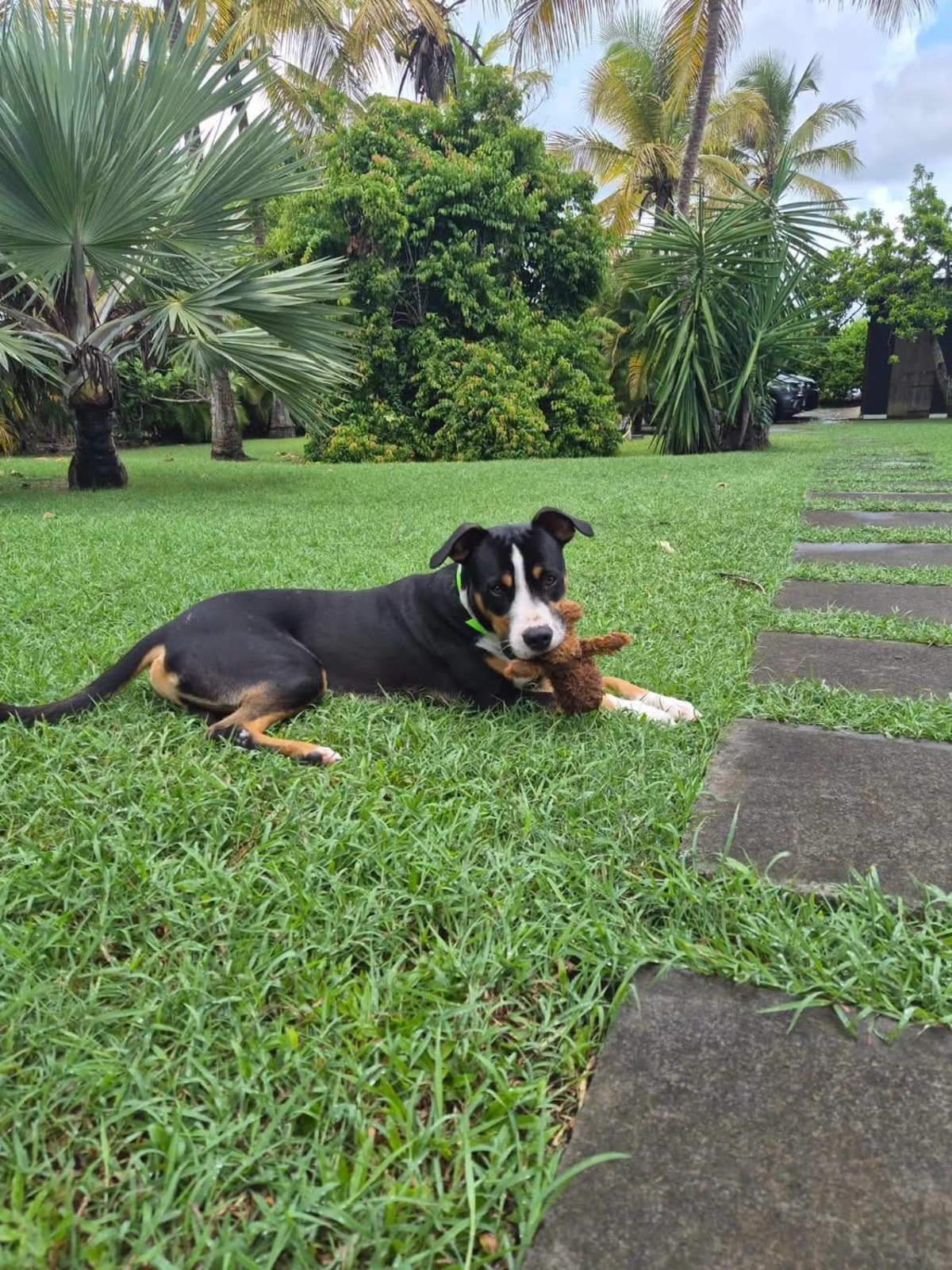 Adoption Lucky